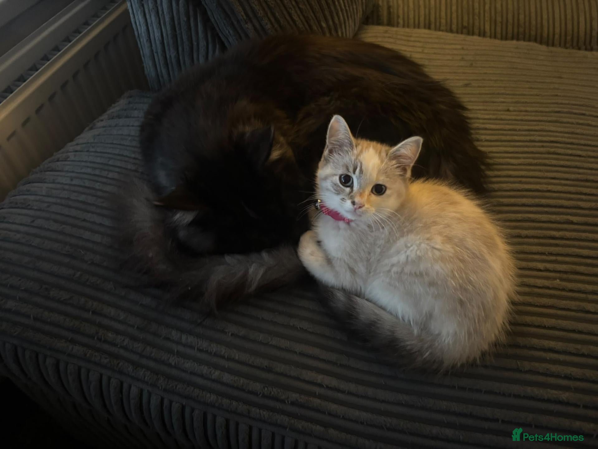 Maine Coon cats 6.5kg 9 month male maincoon in Crawley - Advert 1