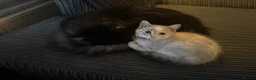 Maine Coon cats for sale: 6.5kg 9 month male maincoon in Crawley in Crawley - Advert 1