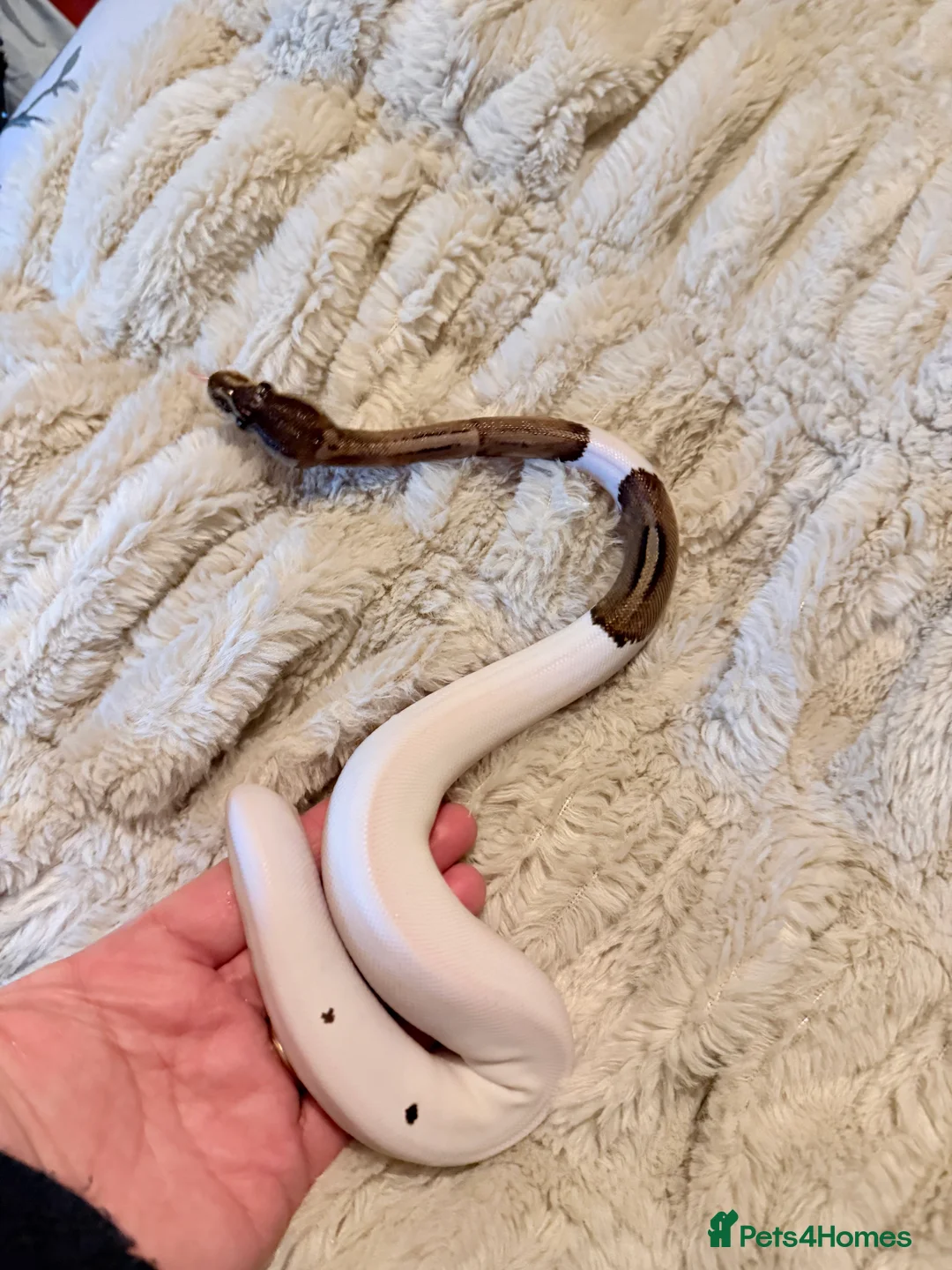 Python Snake reptiles for sale: Two stunning ball pythons  - Advert 4