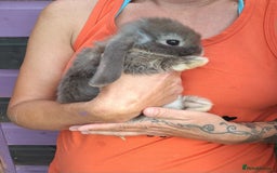 Mini Lop rabbits for sale: Mini lops boys ready to leave  - Image 18