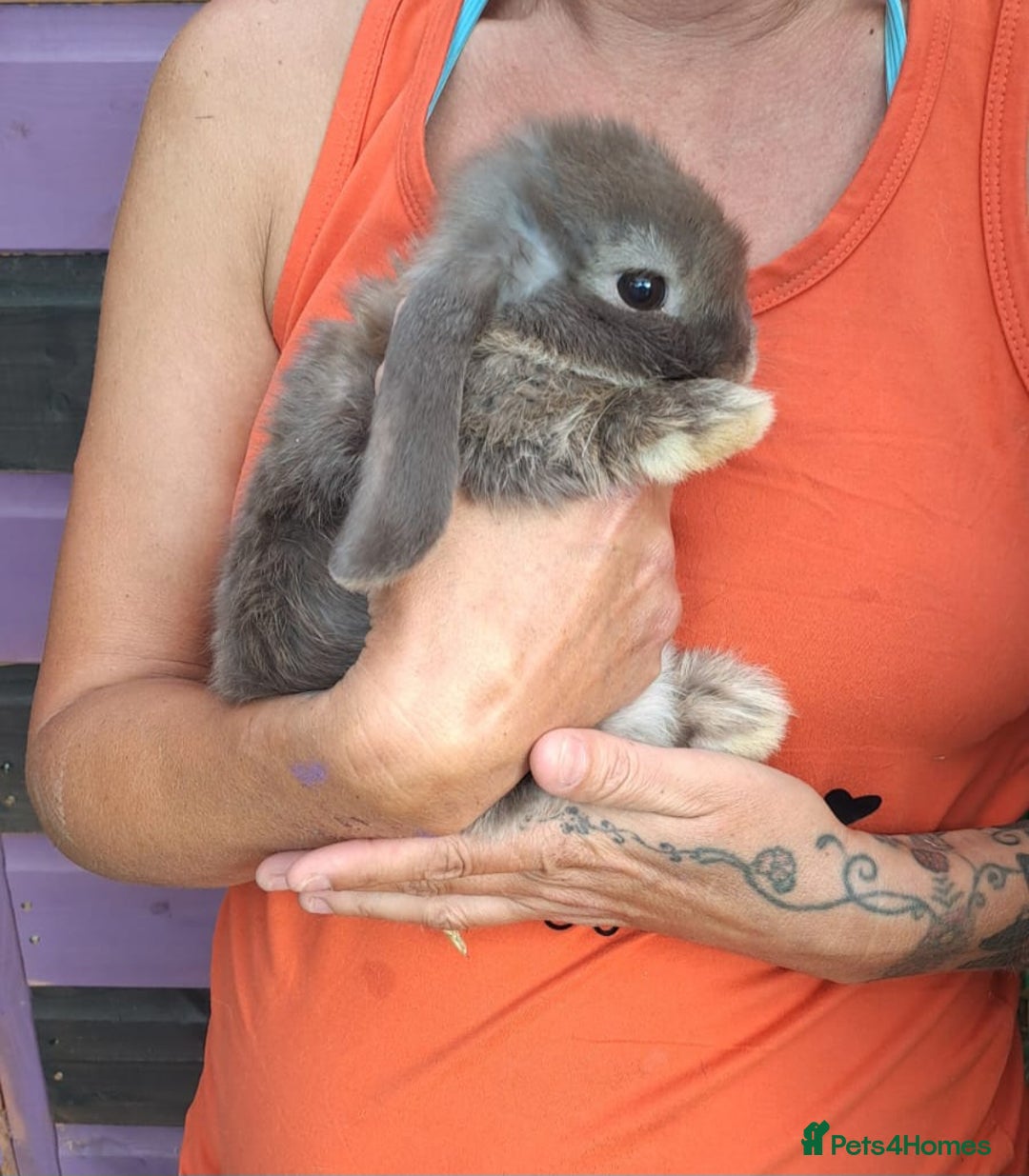Mini Lop rabbits for sale: Mini lops boys ready to leave  - Image 18