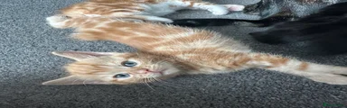 Mixed Breed Kitten 2