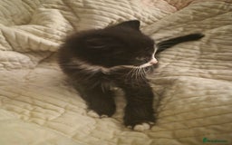 Mixed Breed cats for sale: 3 beautiful kittens  - Image 9