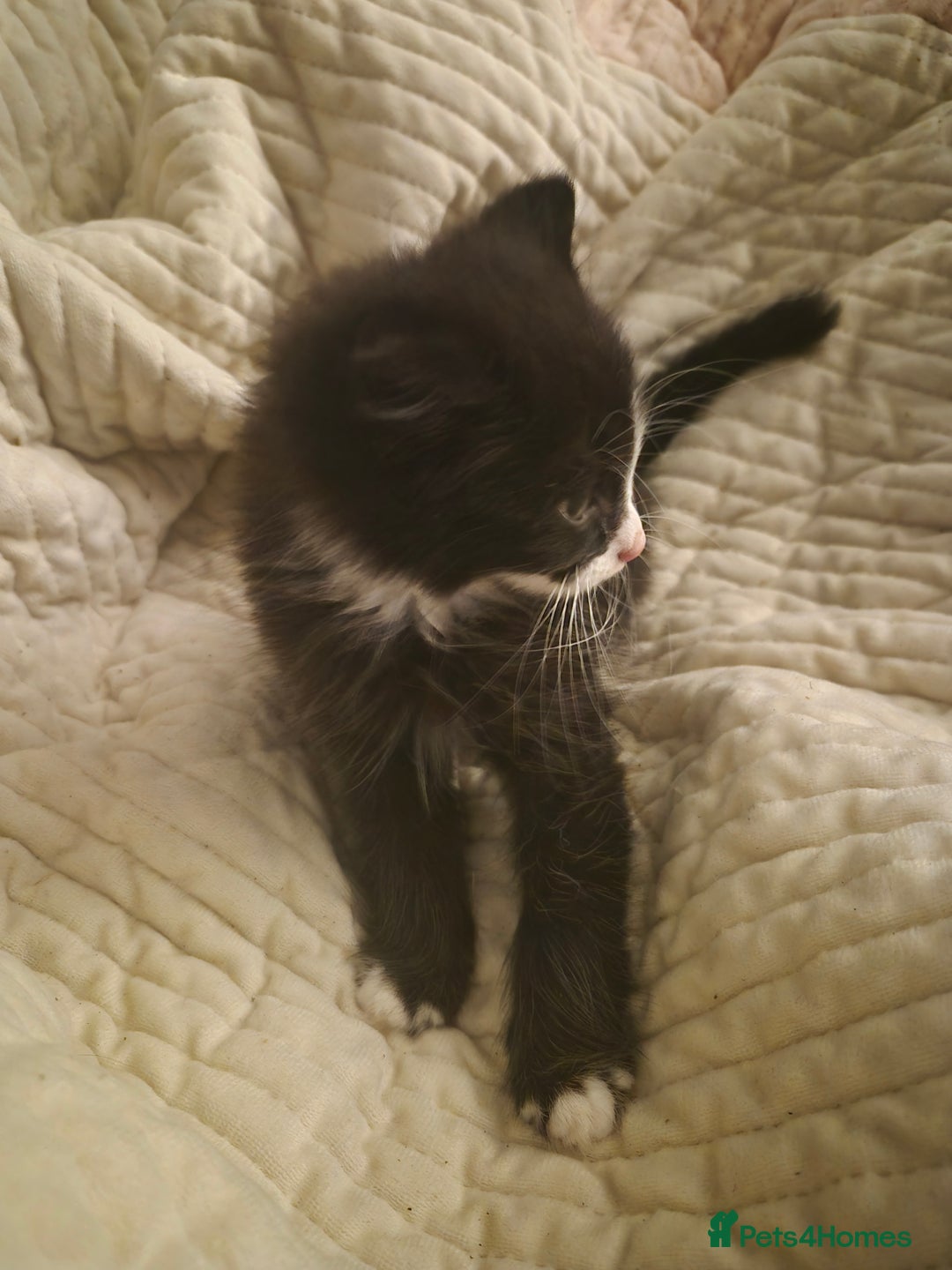 Mixed Breed cats for sale: 3 beautiful kittens  - Image 9