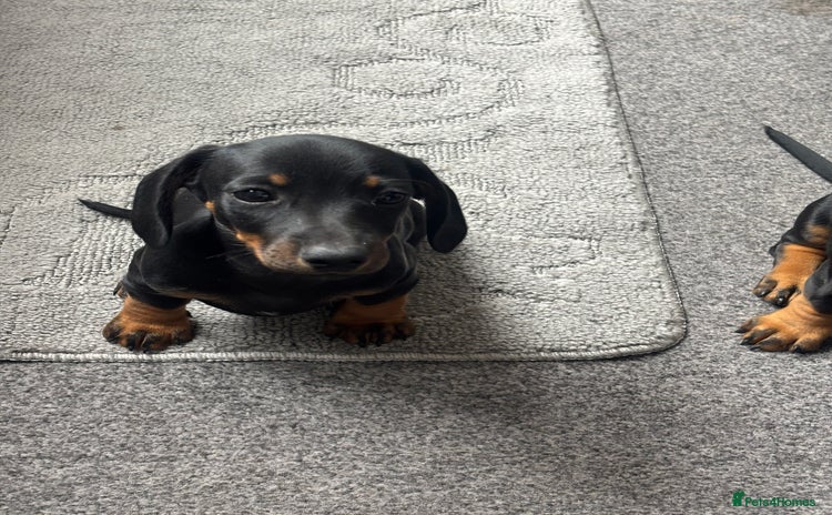 Dachshund dogs - Advert 1