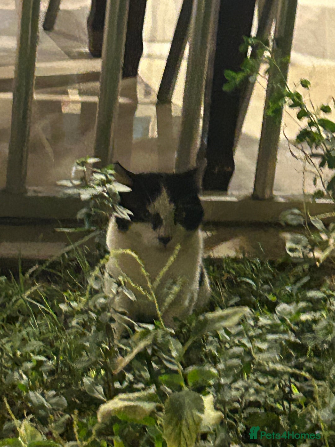 Abyssinian cats for sale: Beautiful cat girl  - Image 1