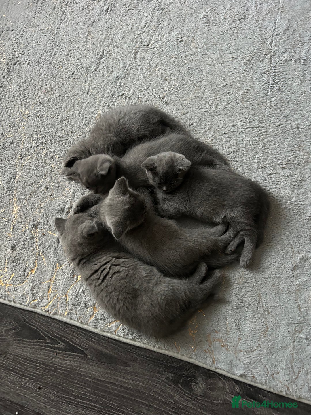 British Shorthair cats for sale: British Shorthair  - Image 1
