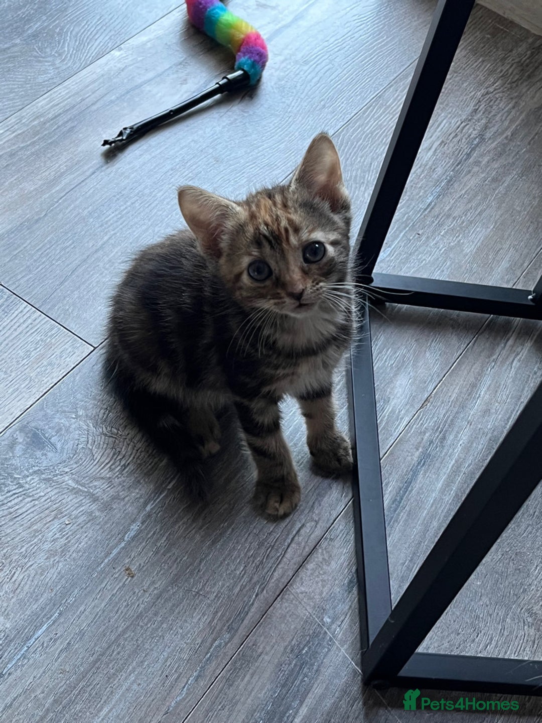 Mixed Breed cats for sale: Cute babies ready to leave  - Image 8