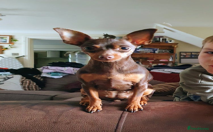 Miniature Pinscher dogs - Advert 1