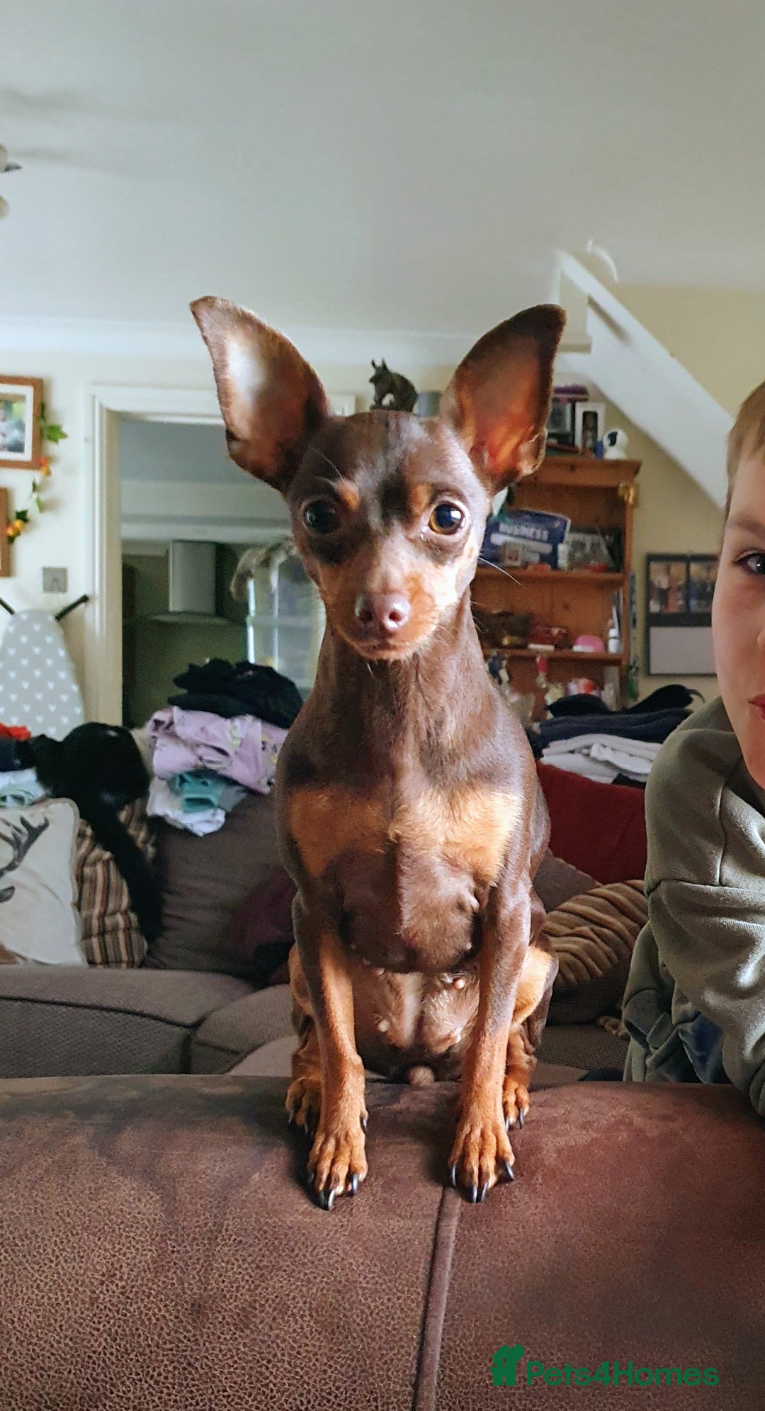 Miniature Pinscher dogs for sale: Miniature pinscher pups - Image 1