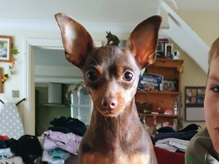 Miniature Pinscher dogs - Advert 2