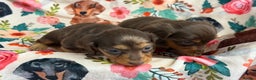 Miniature Dachshund dogs for sale: 2 left Long haired mini dachshund pups  - Advert 19