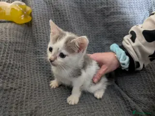 Mixed Breed cats British Short Hair Cross Tabby Kitten - Advert 1