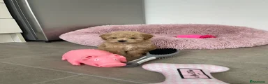 Maltipoo 1