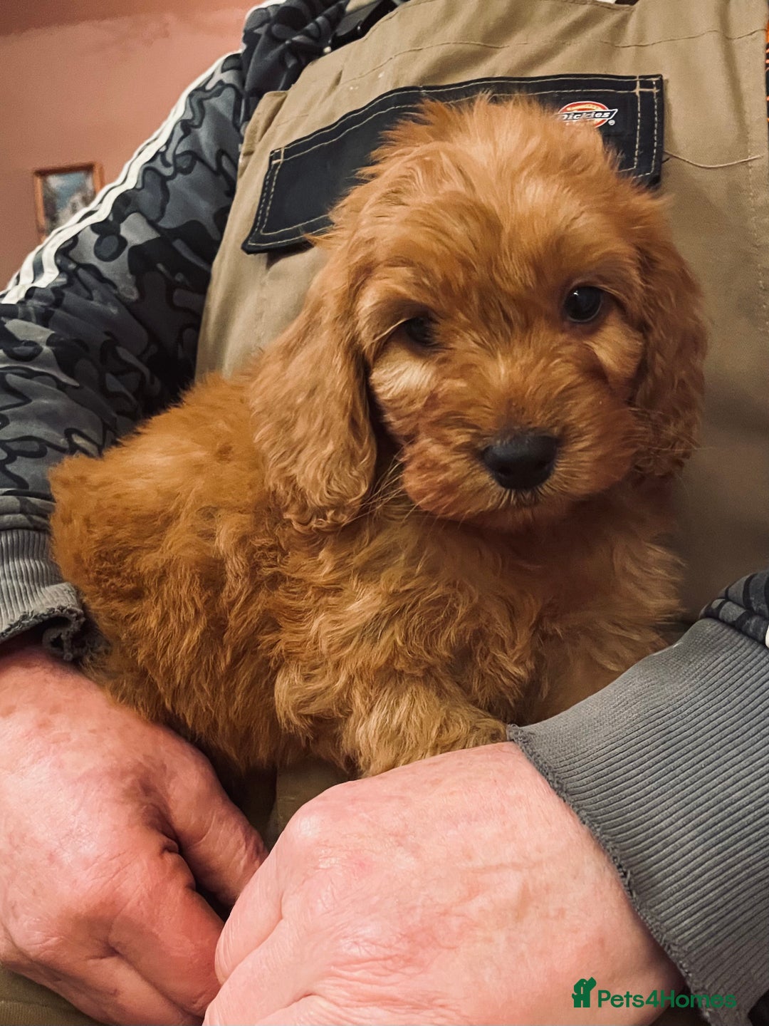 Cockapoo dogs for sale: Top quality fully health tested fox red cockapoos  - Advert 7