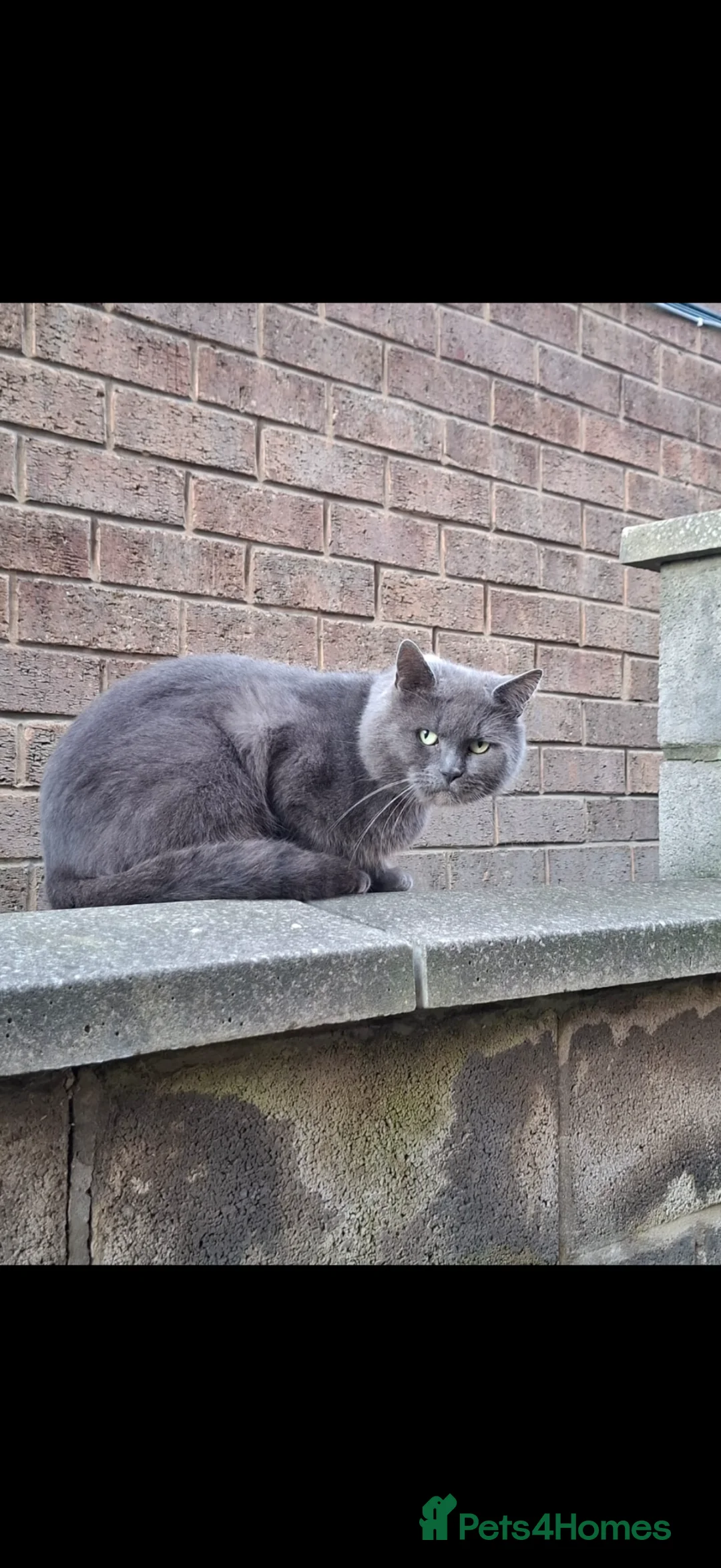 Mixed Breed cats for sale: Stunning female kitten (ragdoll cross shorthair)  - Advert 5