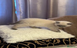 British Shorthair cats for sale: Colourpoint British Shorthair - Image 23