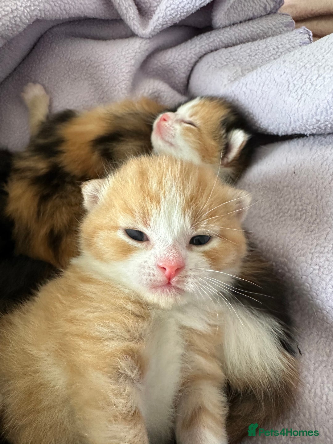 Domestic Shorthair cats for sale: 8 Beautiful kittens with stunning markings  - Image 12