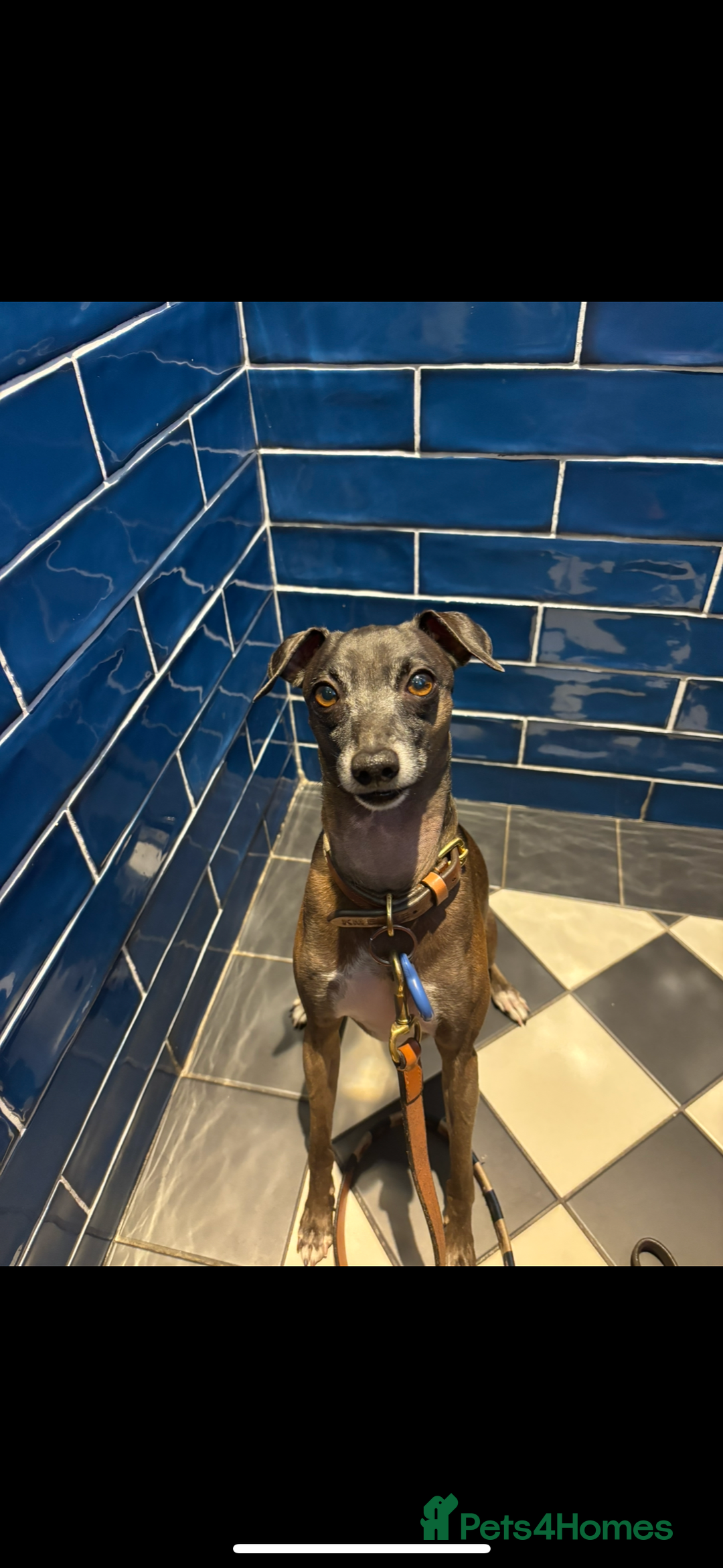 Italian Greyhound dogs for stud: Proven boy available for stud - Image 4