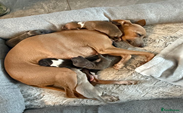 Italian Greyhound dogs - Advert 1