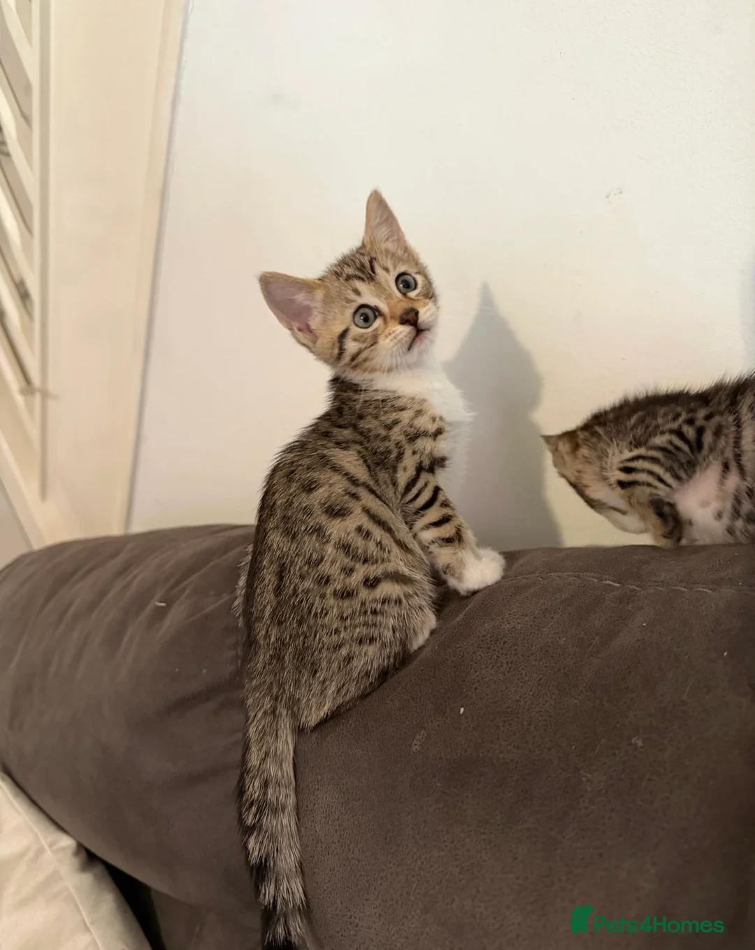 Bengal cats for sale: 2 Stunning Bengal Kittens Left  - Advert 9