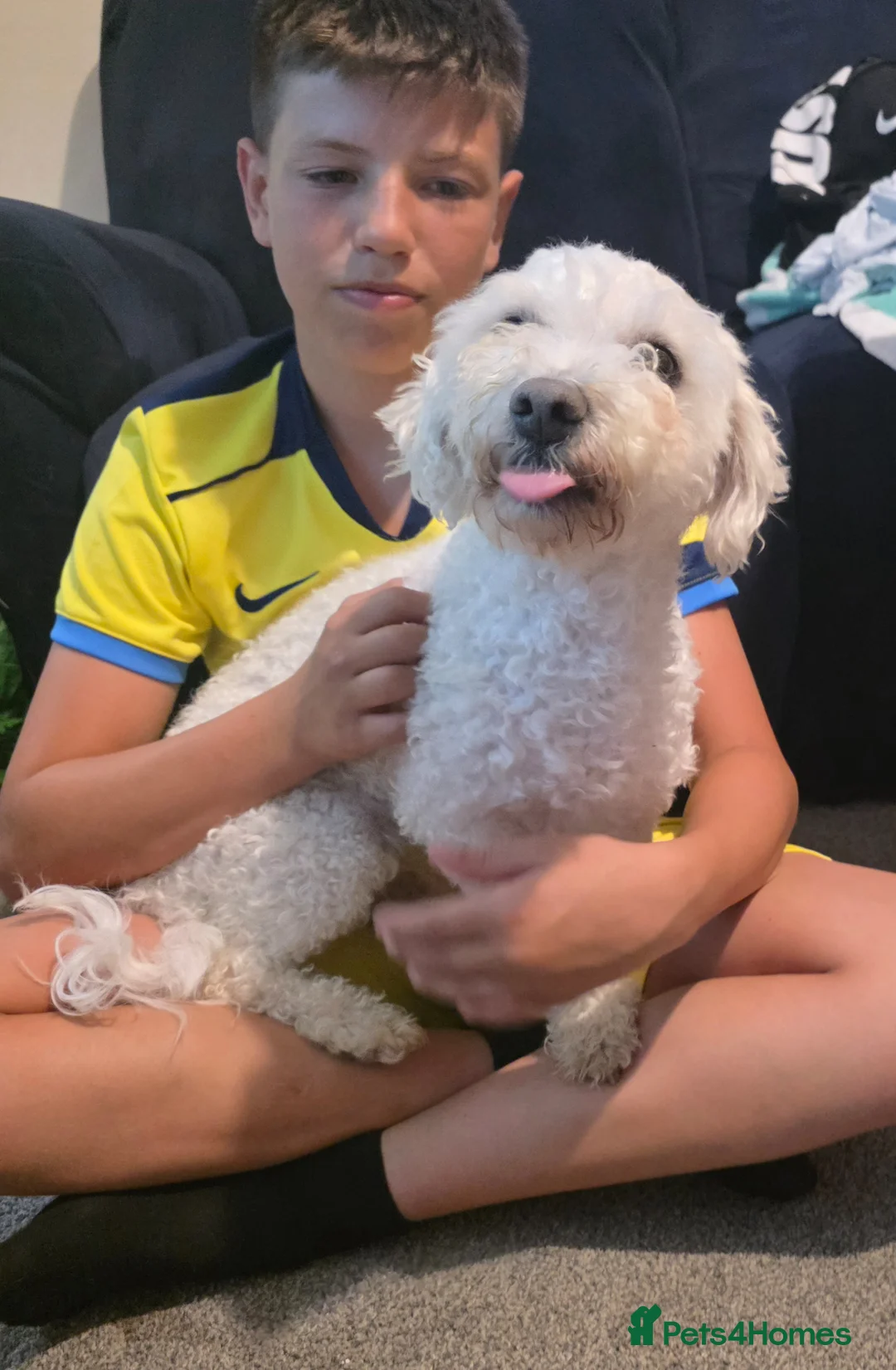 Mixed Breed dogs for sale: Teddy is 3 years old in Witham - Advert 7