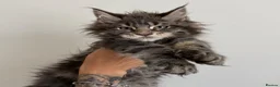Maine Coon cats for sale: Champion line kittens 🥰 - Advert 1