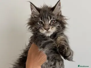 Maine Coon cats Champion line kittens 🥰 - Advert 1