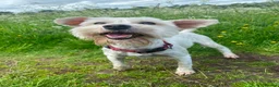 Miniature Schnauzer dogs for sale: Miniature Schnauzer puppies in Airdrie - Advert 2
