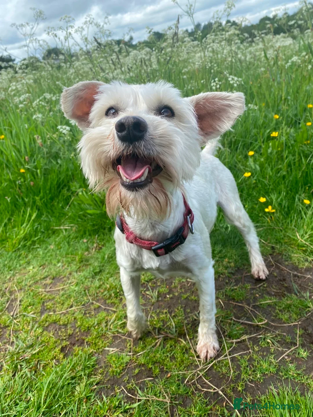 Miniature Schnauzer dogs for sale: Miniature Schnauzer puppies in Airdrie - Advert 2