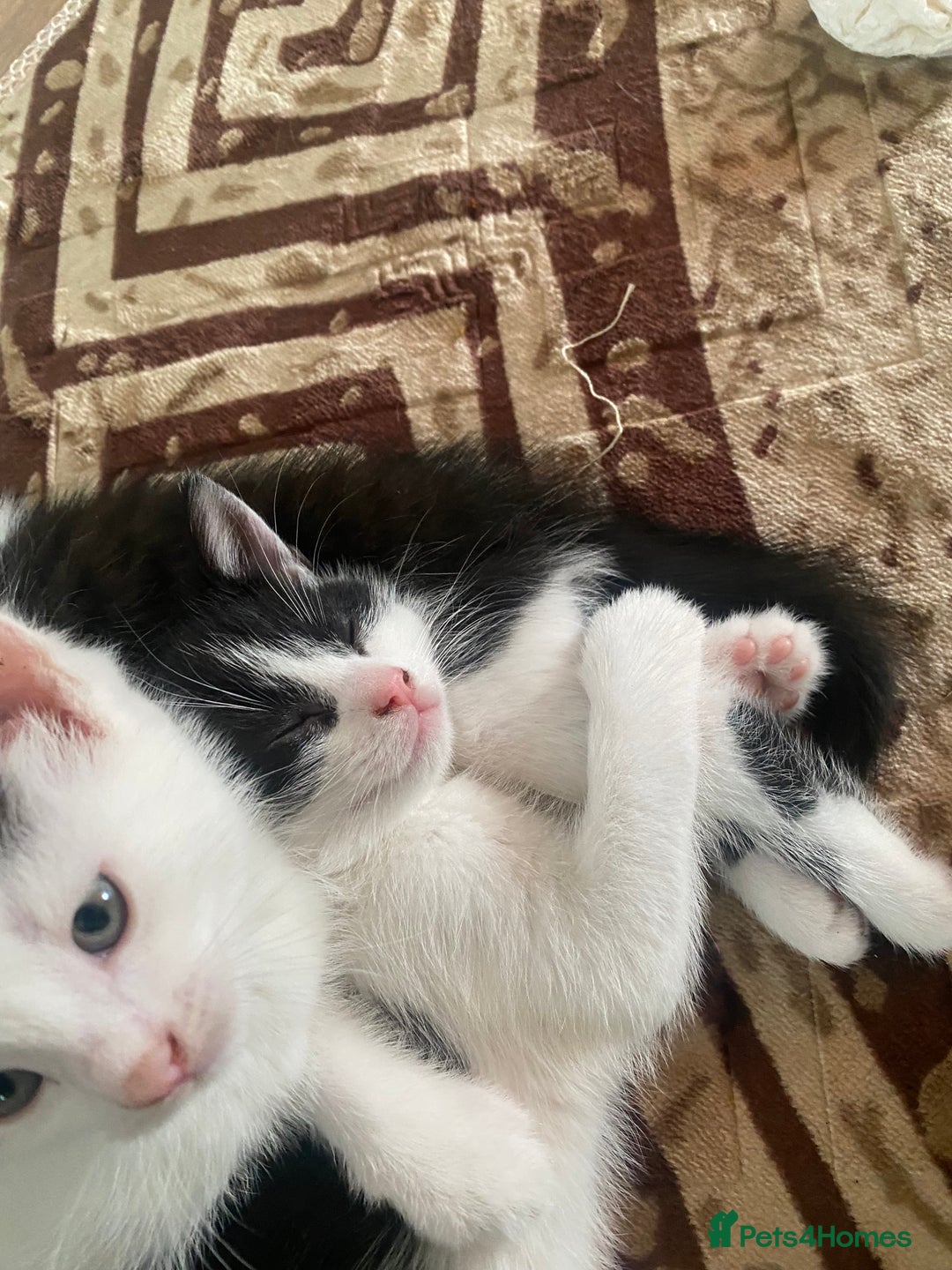 Domestic Shorthair cats for sale: Luna, Snow, Minx & Oreo - 10 Weeks old - Image 14