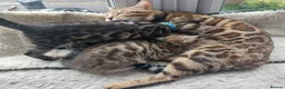 Bengal cats for sale:  Ready NOW!Mixed/x tabby/half bengal kittens💙💚🧡 - Advert 14