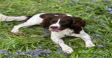 English Springer Spaniel dogs - Advert 7