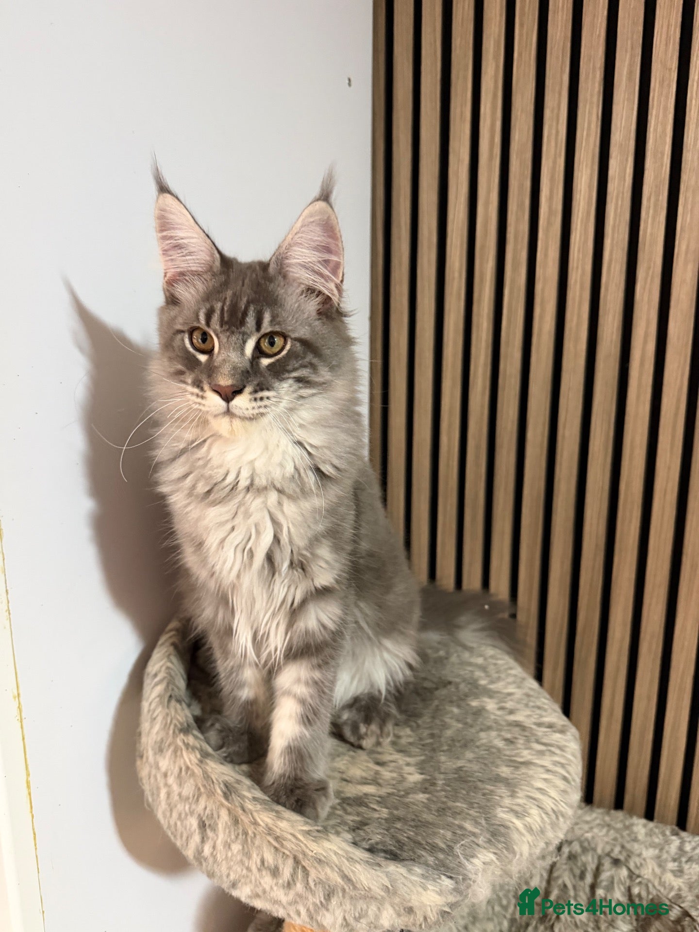 Maine Coon cats ❤️ Beautiful Active Maine Coon XL TICA Kittens ❤️ - Advert 1