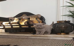 British Shorthair cats for sale: STUNNING 4 MALES BSH KITTENS 900£ - Image 1