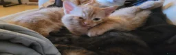 Mixed Breed cats for sale: Five Gorgeous Kittens Available! - Advert 16