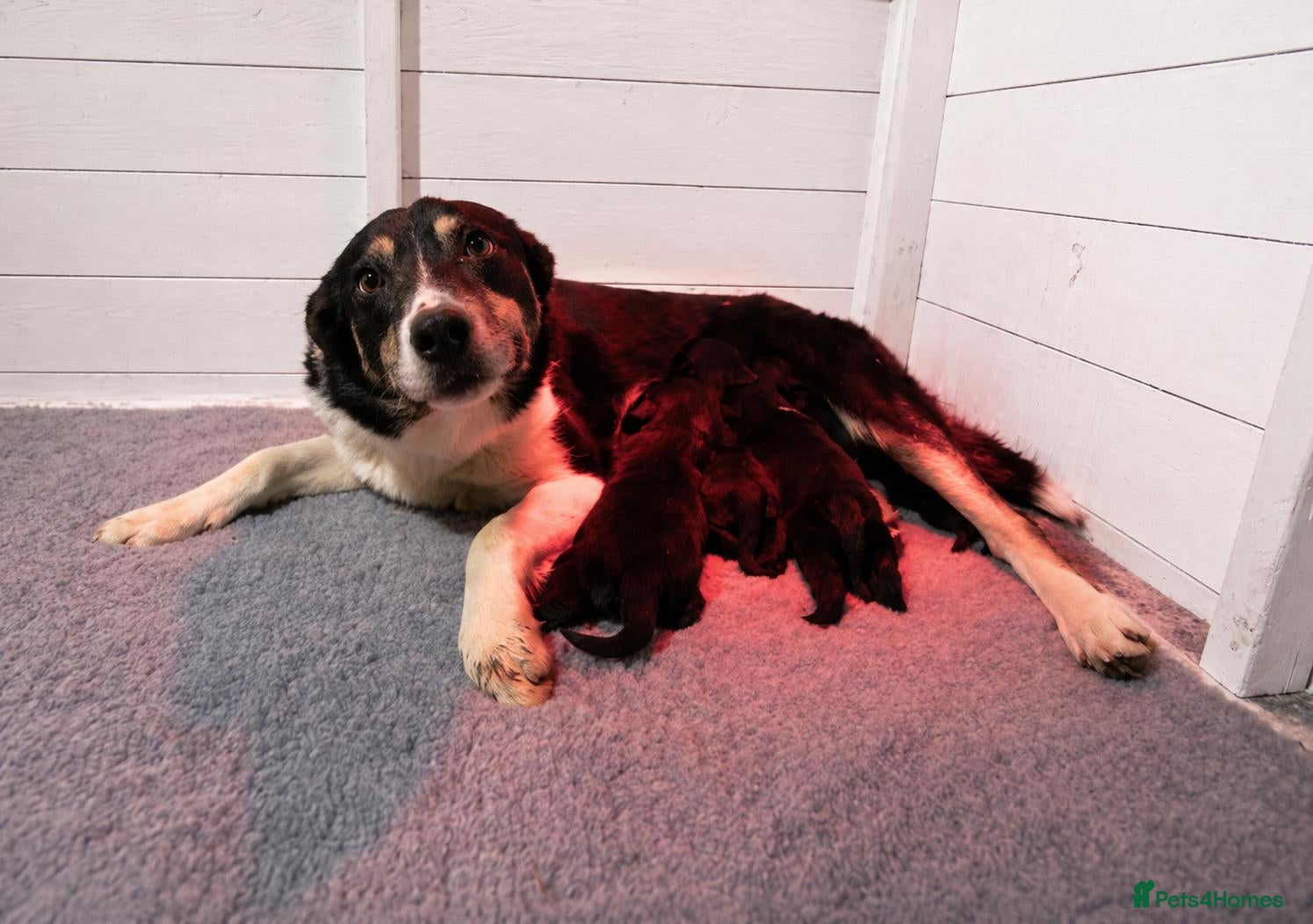 Mixed Breed dogs Border Collie X cocker spaniel pups - Advert 4