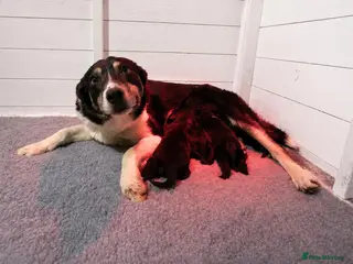 Mixed Breed dogs Border Collie X cocker spaniel pups - Advert 4