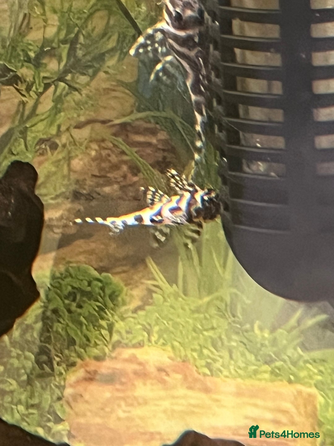 Plecos fish for sale: L236rb. Cracked Zebra Plecos.  - Image 9