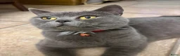 Mixed Breed cats for sale: British Blue cross kittens  - Advert 2