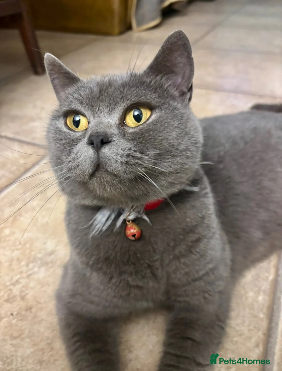 Mixed Breed cats for sale: British Blue cross kittens  - Advert 2