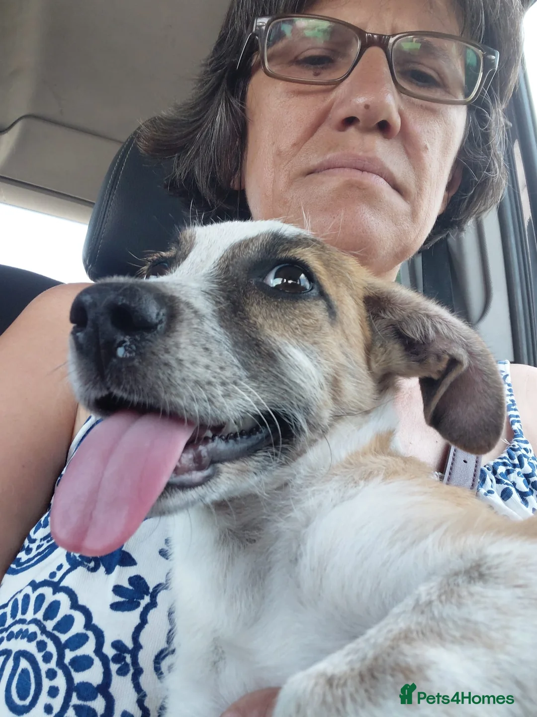 Mixed Breed dogs for adoption: 💖 Meet JESSICA 💖 - a story of Strength and Love - Advert 15