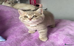 British Shorthair cats for sale: Gorgeous British Shorthair Kittens  - Image 5