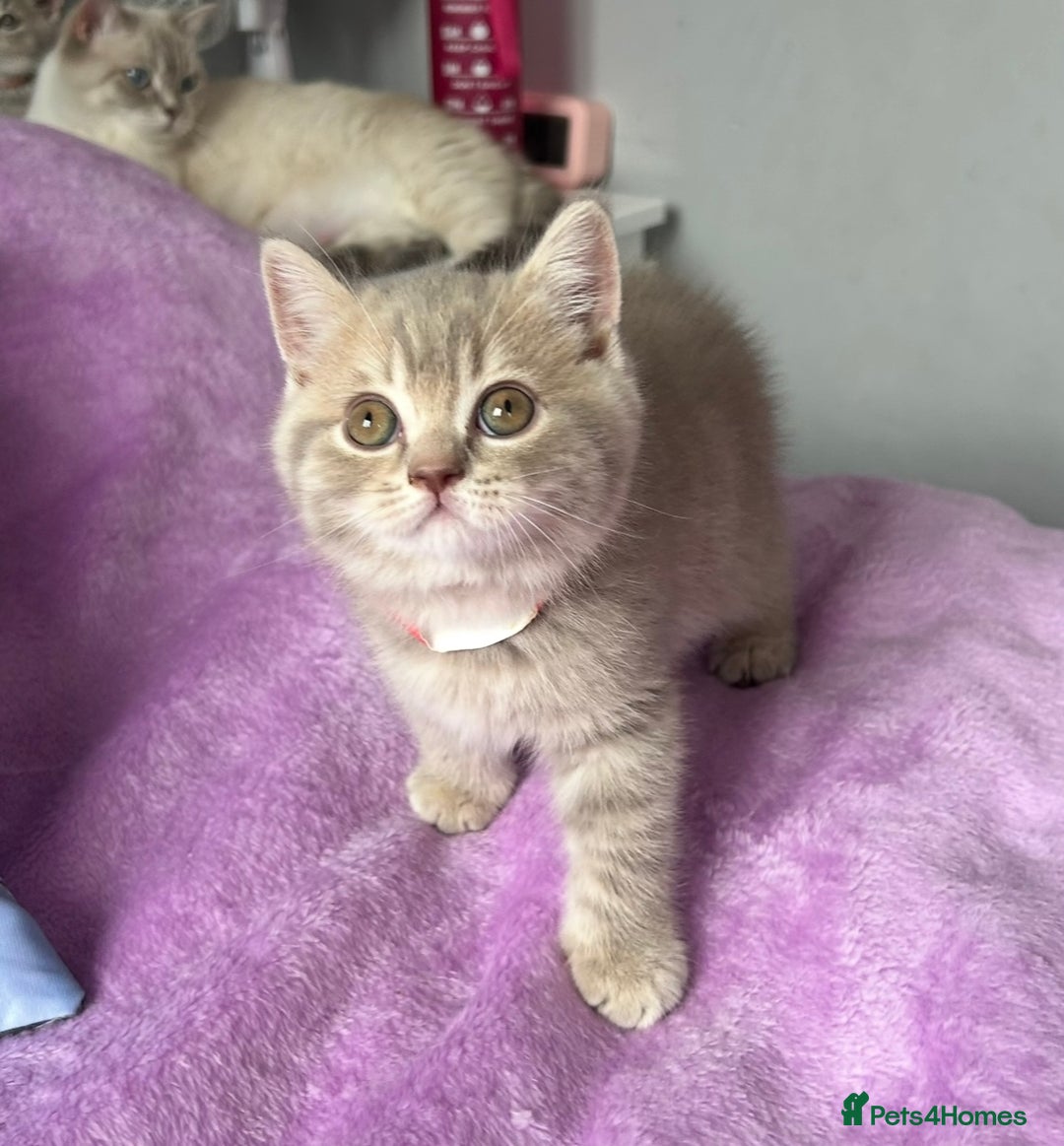 British Shorthair cats for sale: Gorgeous British Shorthair Kittens  - Image 5