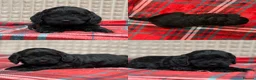 Cockapoo dogs for sale: STUNNING COCKAPOO PUPPIES READY NOW - Advert 21