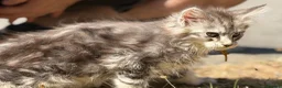 Maine Coon cats for sale: TICA reg mainecoon kittens - Advert 21