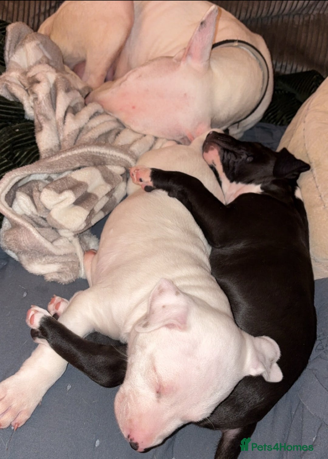Mixed Breed dogs for sale: Black and white english bull terrier cross - Advert 11