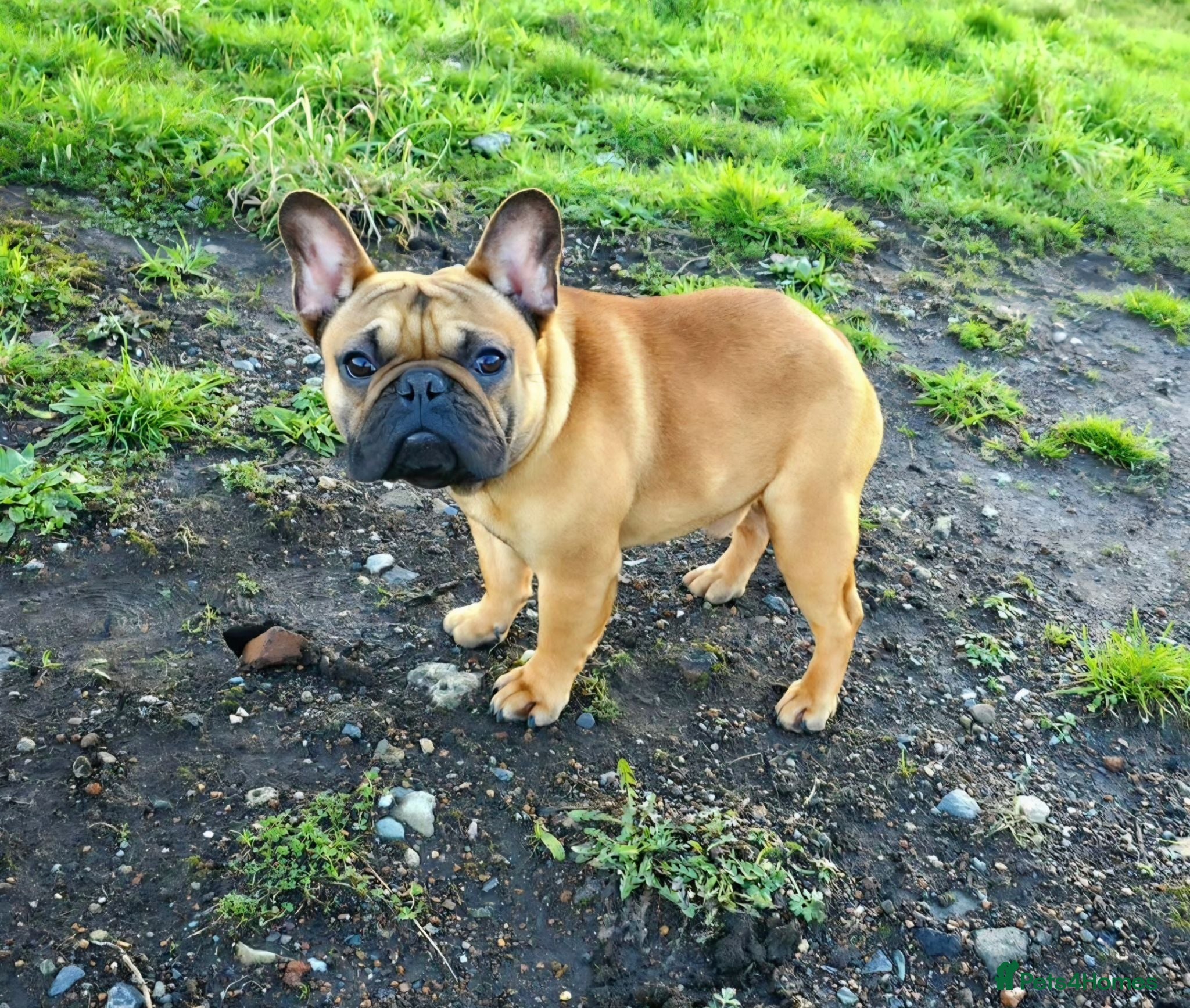 French Bulldog dogs Dark Red French Bulldog - Advert 15