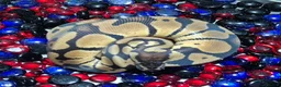 Python Snake reptiles for sale: Ball Pythons - Advert 3