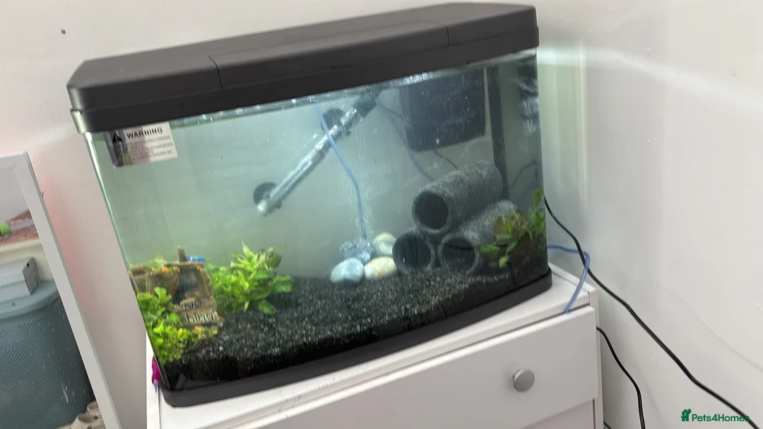 Tetras fish for sale: Fish and tank for sale  in Dover - Advert 1